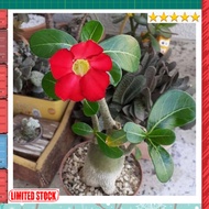 bibit tanaman adenium bunga merah bonggol besar bahan bonsai kamboja