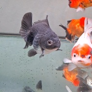 Goldfish / Oranda / Ranchu / koki Panda / Oranda Tricolor / ikan koki Tancho / Oranda Ost