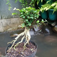 pohon bonsai serut⠀⠀⠀⠀⠀⠀