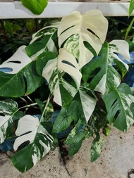 Monstera Albo Japan