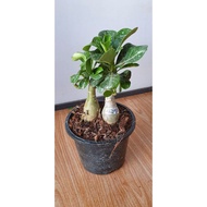 Thailand Adenium ( Random Colour )