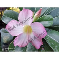 Benih Bunga Kemboja "#b05"/"b05" Adenium Obesum Seed/沙漠玫瑰种子”#b05“