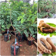 Cây giống Me Thái TRỒNG CHẬU sai trái siêu ngọt. [ CÂY Bonsai GHÉP cho quả sớm ]. [BEST Express]