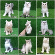 Jual Kitten Calico 3 Warna Anak Kucing Anakan Kucing Persia Calicco