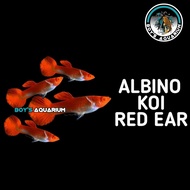 Ikan Guppy albino koi red ear gen king koi ikan hias aquarium