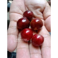 Anak Pokok Jaboticaba Buah Merah 树葡萄/嘉宝果果苗