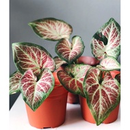 Caladium Thai Wagyu (Daging)