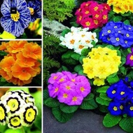 50 Pcs/bag Multicolor Primula Seeds Colorful Flowers Seeds Potted Flower Plant Seed Gardening Supplies Benih Pokok Bunga