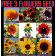 VIRAL 9 JENIS SUNFLOWER SEED 🌻 FREE 3 JENIS SEED BUNGA/ BENIH BUNGA MATAHARI