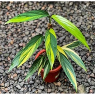 epipremnum amplissimum variegata - varigata - tanaman - epipremnum