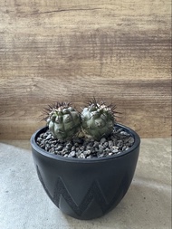 雙頭黑王丸 多肉植物 塊根 盆栽 仙人掌