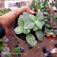 tanaman hias fittonia putih