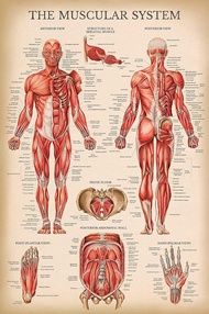Vintage Muscular System Anatomical Chart Human Muscle Anatomy โปสเตอร์ลามิเนต