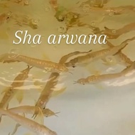 arwana golden 24k ikan arwana