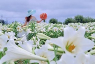 【純白花海飄香】鐵炮百合花海、白千層綠韻隧道、中庄吊橋、滇緬美食一日遊