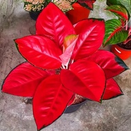 TERLARIS!!! Aglaonema Suksom Jaipong / Aglonema Suksom Jaipong florist