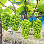 【Easy to Live】【New Customer Discount】Sunshine Rose Grape Seedlings Seedless Cold-Resistant Field Cultivation Climbing Vi