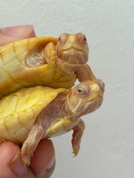 [Aquarium Live Pet]白化巴西龟[4.5-5cm] Albino RES turtle