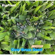 [3000pc] Biji Benih Rumput Cow Grass Seed Rumput Cantik Axonopus Compresus Taman Rumput Padang Bola 
