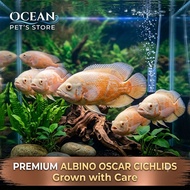 ikan Oscar albino ikan tankmate predator aquarium