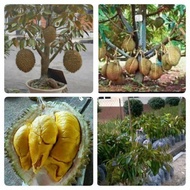 pokok benih durian montong hybrid Thai