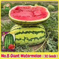 เมล็ดพันธุ์แตงโมยักษ์ เนื้อสีแดง หวานสุดๆ 30เมล็ด No.8 Giant Watermelon Seed Fruit Seeds for Plantin