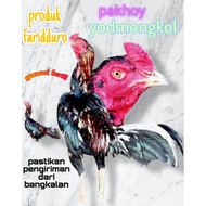 Telur fertil ayam pakhoy trah yodmongkol