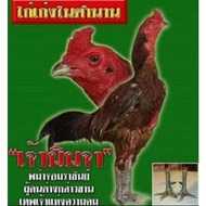 Telur ayam PAMA ninja fertil GARANSI fertil kwalitas import