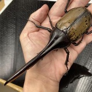 【長戟大兜蟲】長戟大兜蟲DHH 153mm 單公成蟲 250310E