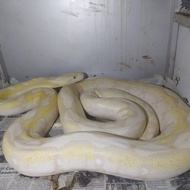 RETIC INDUKAN ALBINO PURPLE MOTLEY CAKEP KEREN