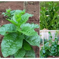 Japanese Malabar spinach seeds 100 seeds/package