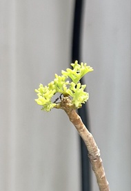 羽葉厚敦菊 產地株塊根 多肉植物 霸王藍 藍棘葉 象牙宮龜甲龍 龍舌蘭漆樹乳香凱撒嚴龍黑王丸孤龍丸植木鉢田口潤 kikko