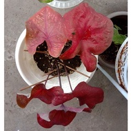 Caladium Burning Heart