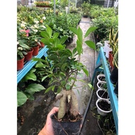 ANOR - Chinese Ficus Microcarpa Bonsai plant