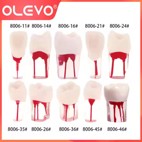 OLEVO Dental Teeth Endo Root Canal Pulp Files Practice Endodontic Blocks Clear Resin Model 10 Sizes 