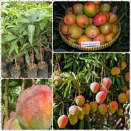 Bibit mangga gedong gincu ASLI cangkok/okulasi SUPER cepat berbuah berkualitas unggul