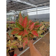 Aglaonema Ruby Batik Garuda Rumpun