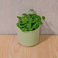 錢幣草 莫蘭迪色系直紋陶盆 室內植物 觀葉植物 禮物 盆栽