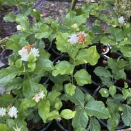 Pokok Bunga Melur Wangi Satu Taman / Arabian Jasmine (Pokok Bunga Melur Wangi) dengan pasu