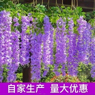 Hot-selling artificial wisteria flowers, artificial violet vines, hotel violet wedding ceiling artif