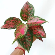 Kokedama Tanaman Hias Aglaonema Dut Anjamani Red 