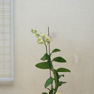 Anggrek Dendrobium CHINGMAI PINK-Anggrek Dendrobium Hidup