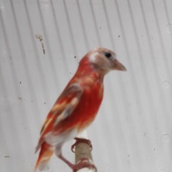 Red siskin double dilute jantan
