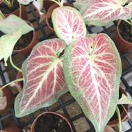 ◎❁✎Caladium Plants-New Ready Stock-Pokok Keladi-New Wave/Festivia/Strawberry Star/Thai Beauty/Lemon Blush