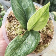 PROMO scindapsus treubii Moonlight varigata mint -hijaudaunku