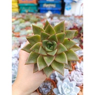 FT live succulent 尖叶葡萄 7-8cm+-