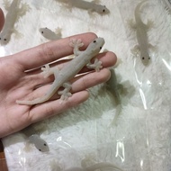 mainan cicak getah realistic / prank toys