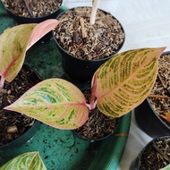 Ready Tanaman Hias Aglaonema / Aglonema Kresna Conon /Konon Realpict