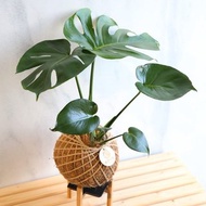 PD39龜背芋大苔球 / 室內植物 開幕送禮 開幕植栽 新年植栽