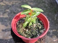 日本長生蘭Dendrobium moniliforme " 銀河 "(罕見~葉藝極美)個體優